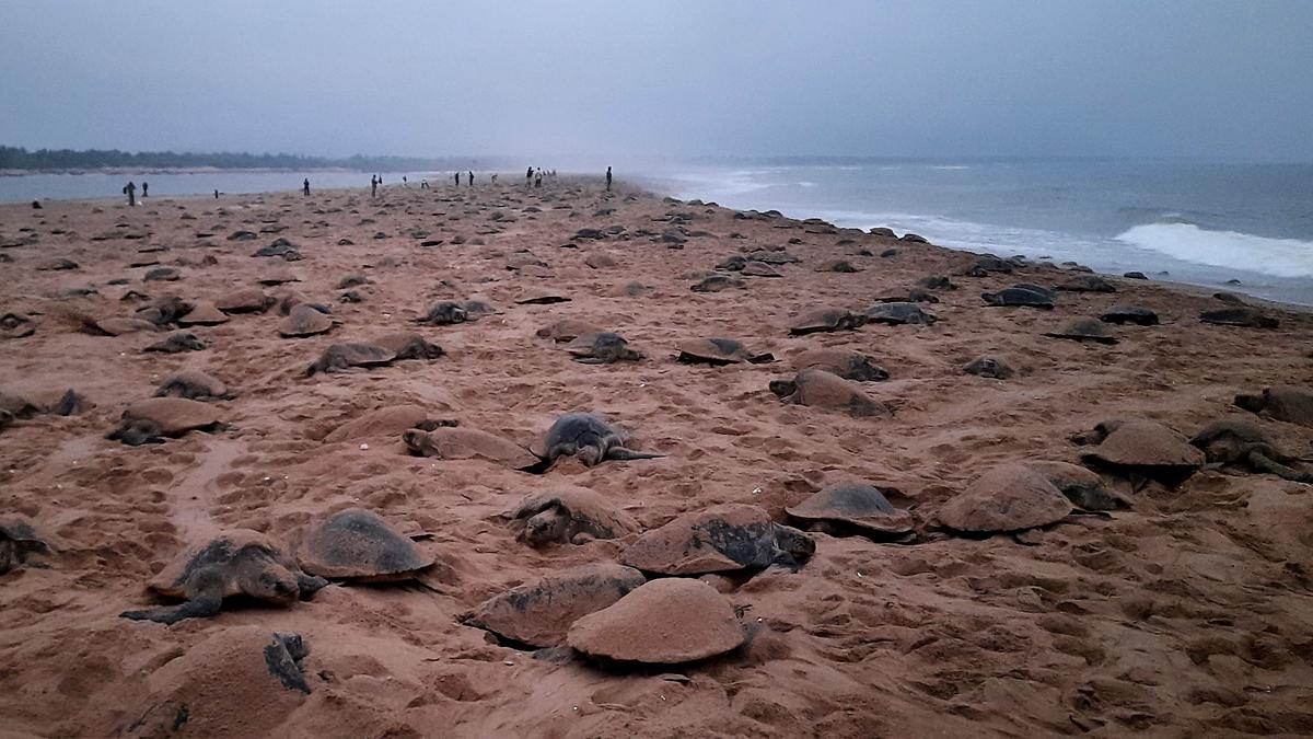Record Nesting Of Olive Ridley Turtles On Rushikulya Coast The Hindu 