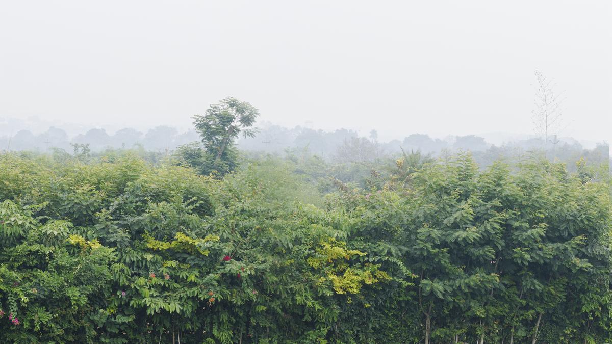 शमशाबाद में वुड्स में मियावाकी जंगल का दृश्य