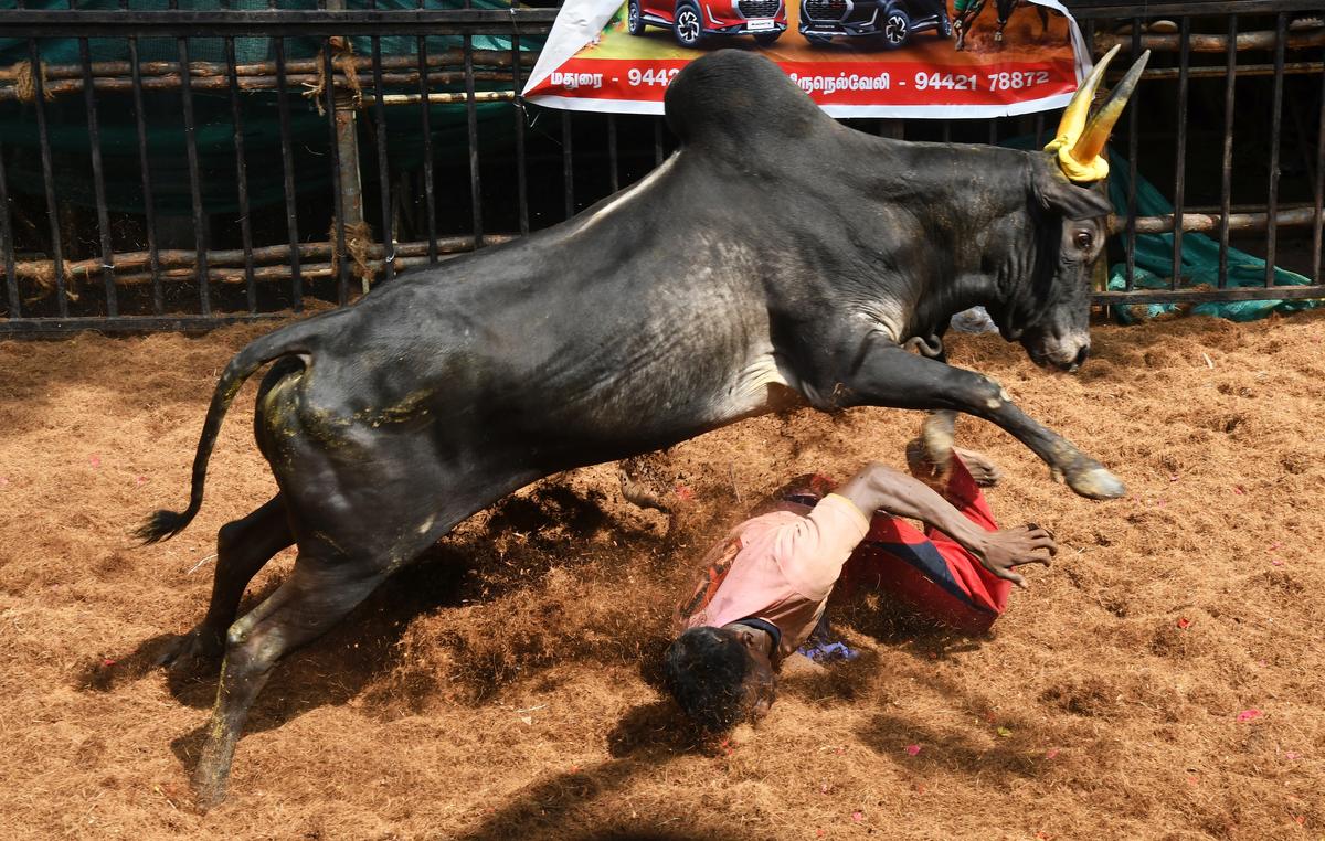 9864 15 1 2023 14 46 57 3 AVANIYAPURAMJALLIKATTU 18