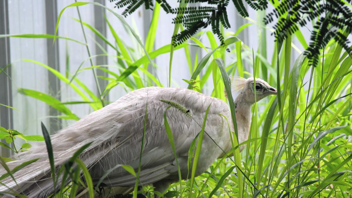 Rare ‘white’ peacock rescued in Coimbatore; to be treated for leg injury