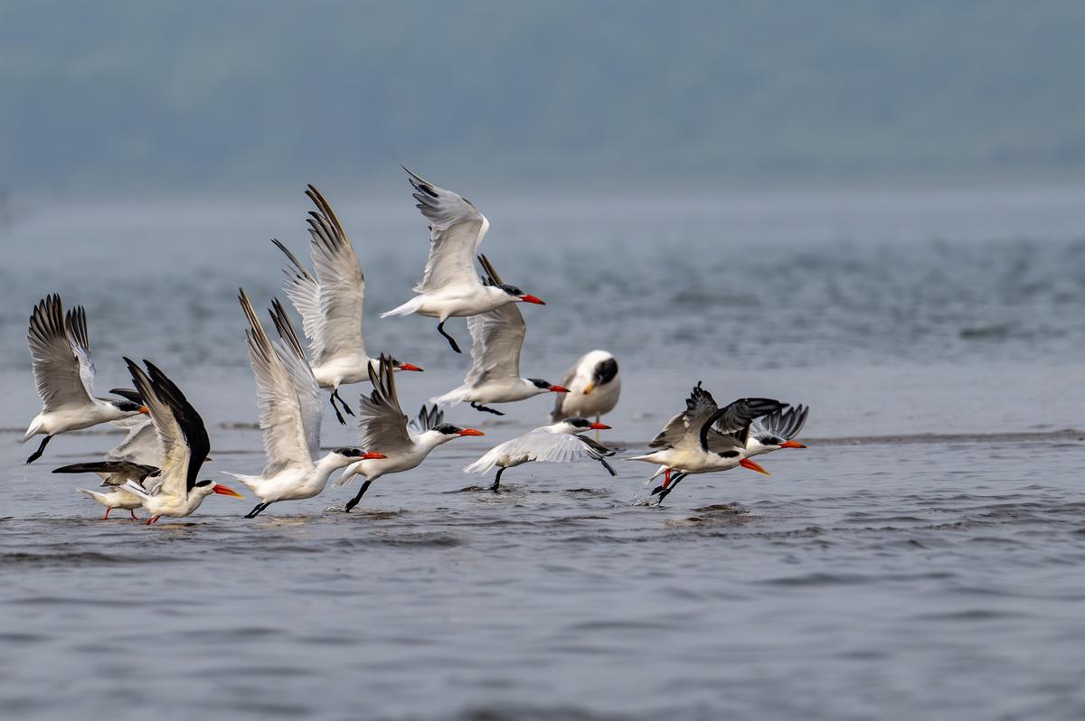 A flock of Indian skimmer near Visakhapatnam.