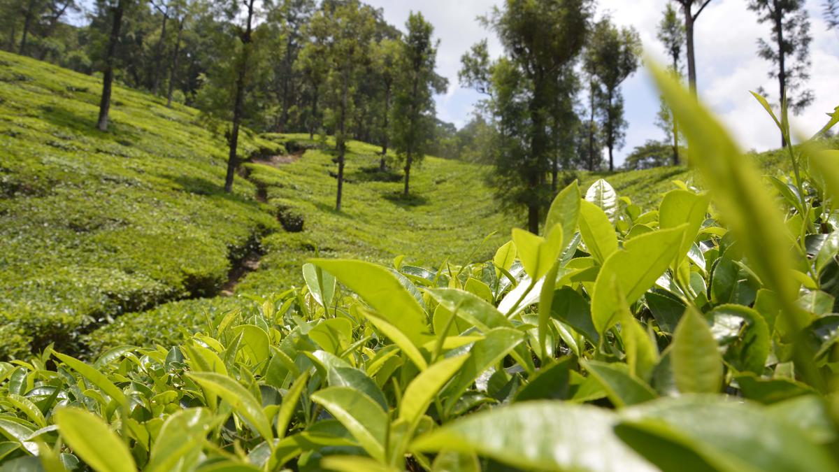 Bangladesh tea workers struggle as heat and drought scorch fields