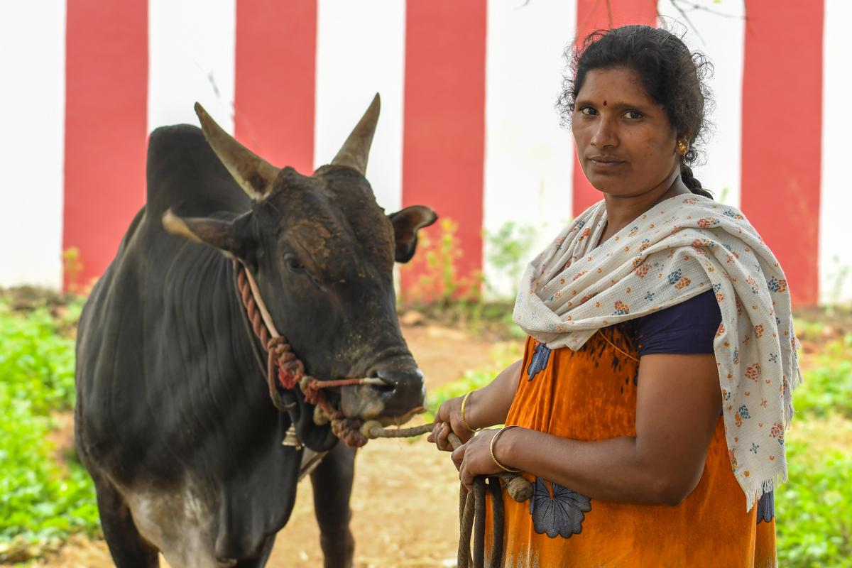  L Pandiselvi takes care of Muthu, the star bull of Alanganallur. Muthu belongs to the Muniyandi temple in the village.