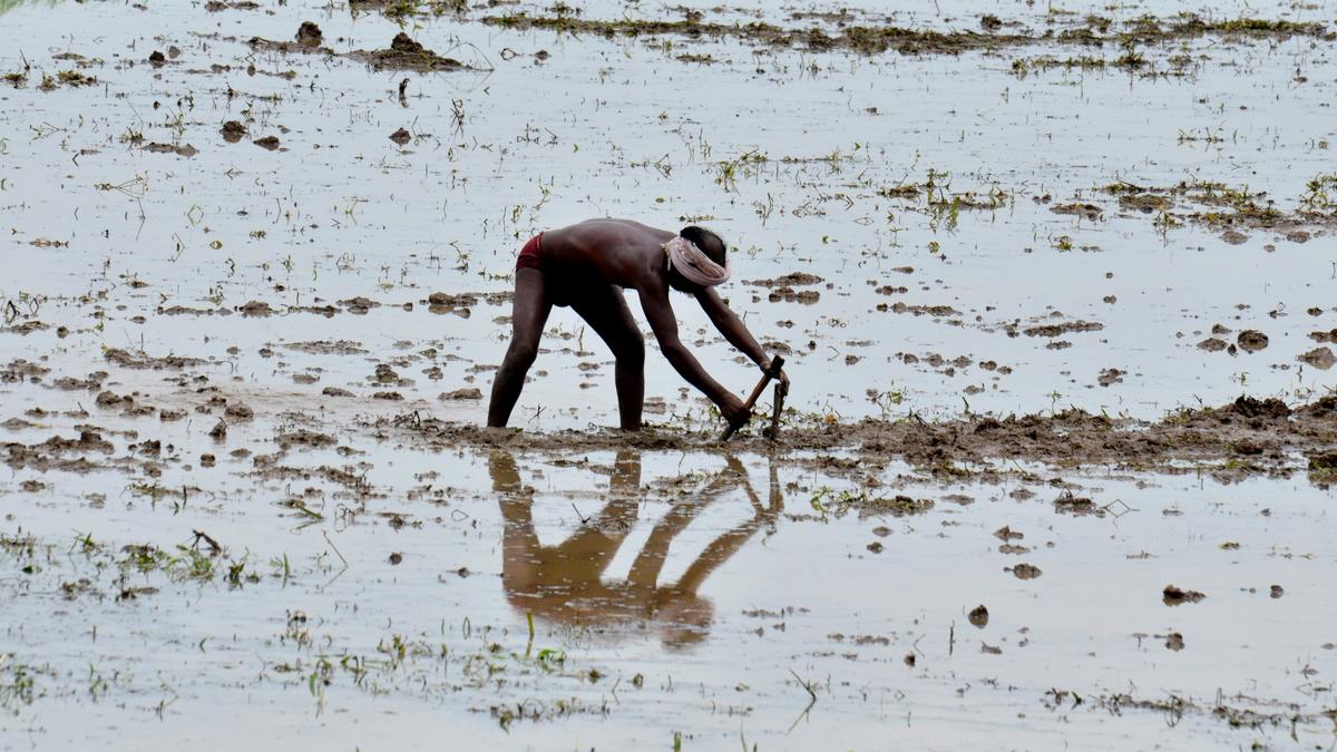 Farmers rejoice as sky opens up during kharif season in Anakapalli