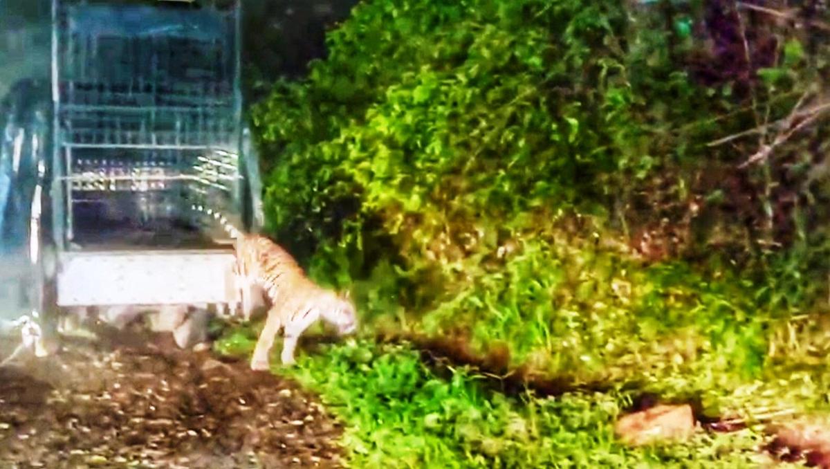 The tiger being released into the Pandyan Thodu area of Periyar Tiger Reserve on Sunday night. 