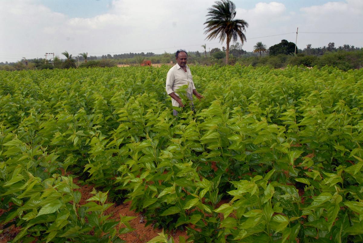 Farmers in Nandagudi cultivate guava, ragi, mango, tomato, marigold and vegetables. They are in no mood to sell their land. 