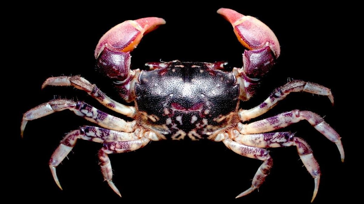 New species of estuarine crab discovered in Cuddalore named after