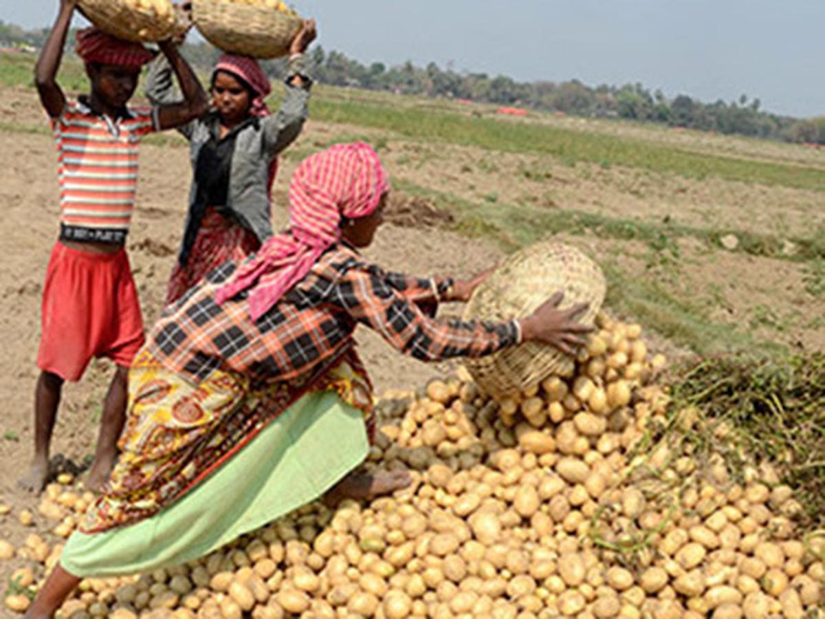 Deciphering The Legal Dispute Farmers Vs PepsiCo Factforums