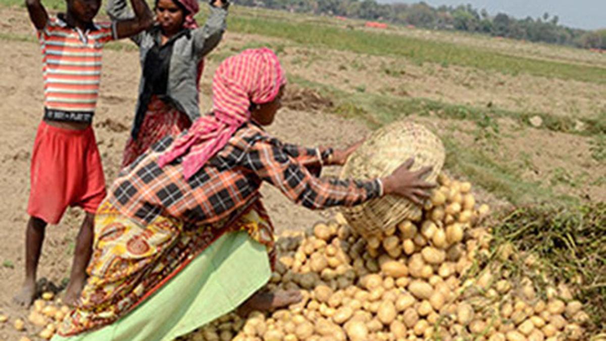 Explained | What is the legal row between farmers and PepsiCo?
Premium