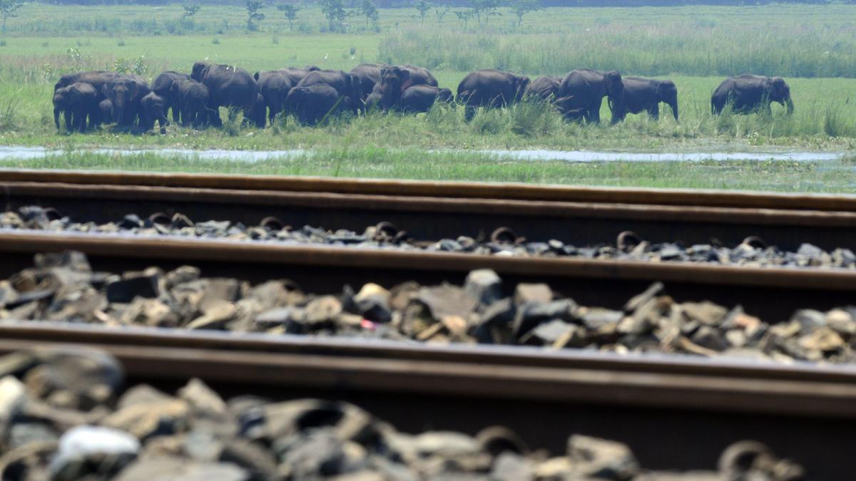 8 elephants killed after being hit by Sairang-New Delhi Rajdhani Exp in Assam's Hojai district: Official
