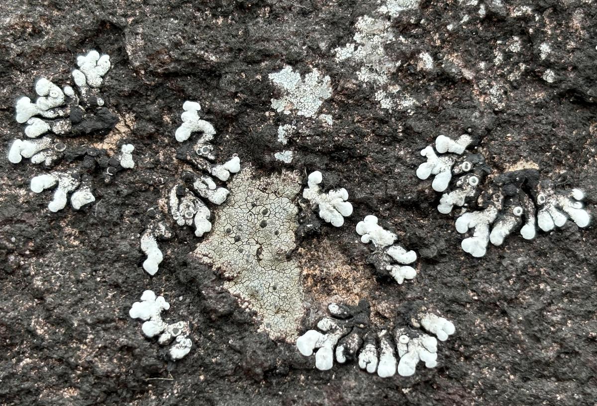 Solenopsora rhizomorpha Solenopsora rhizomorpha