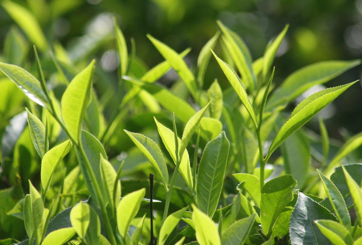 thehindu.com - Rahul Karmakar - What qualifies as 'tea'? FSSAI clarifies