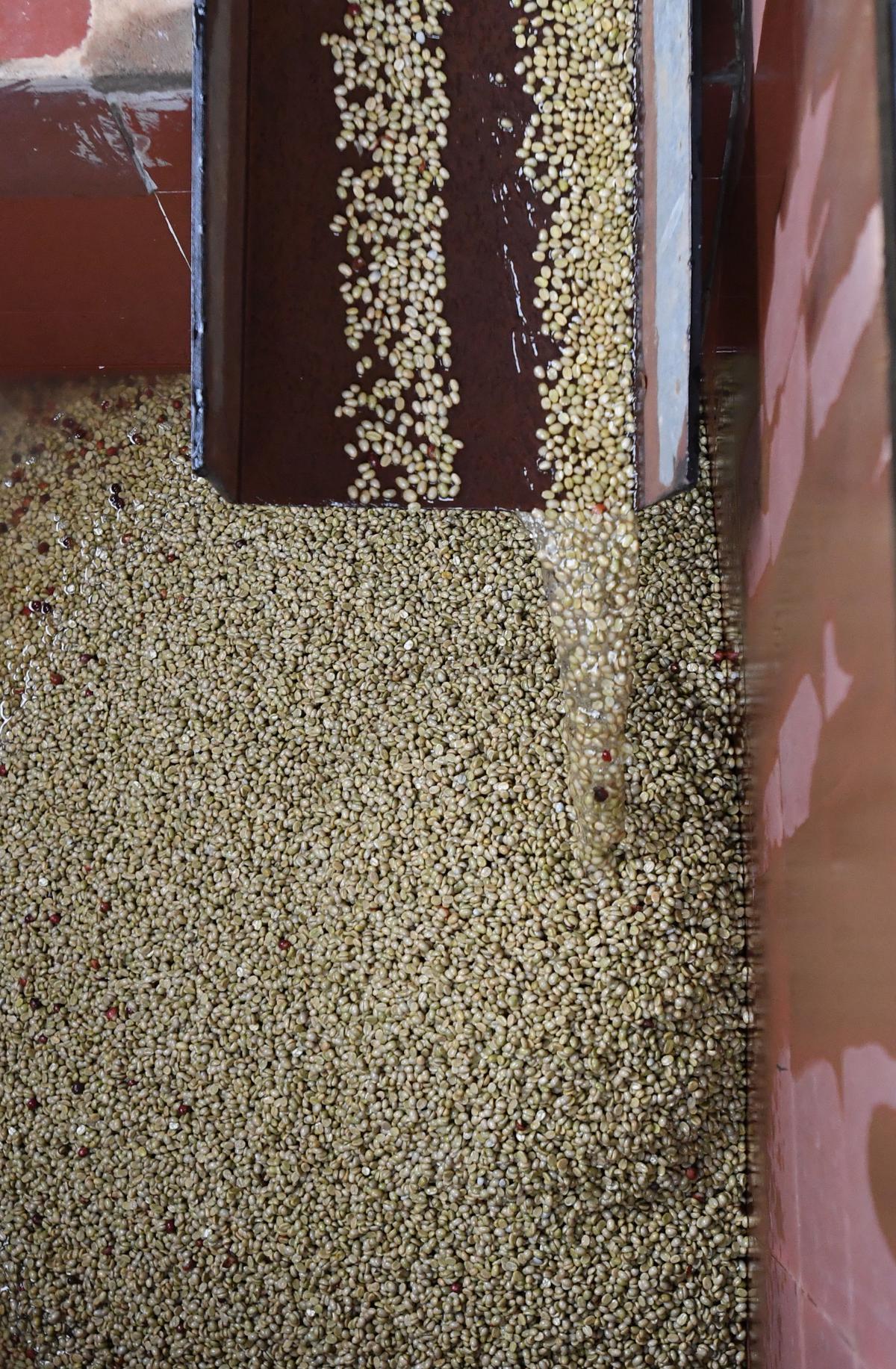 Organic coffee beans being processed at Naandi Foundation in Araku 
