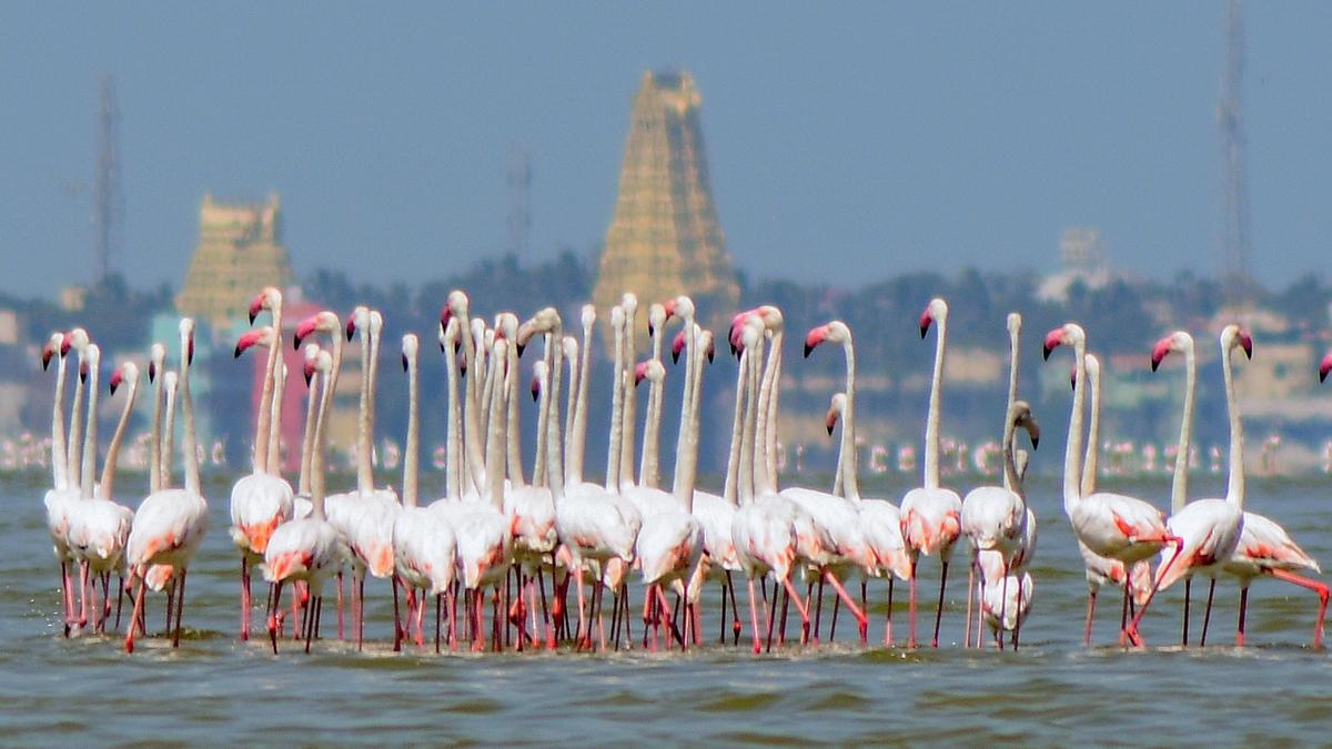 Concern raised over proposed 50-MW wind farm near Greater Flamingo Sanctuary in Dhanushkodi