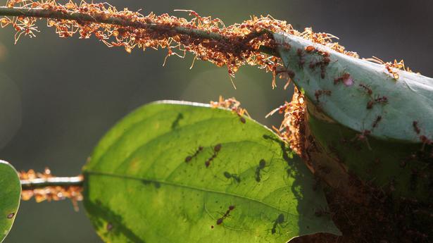 Earth harbours 20,000,000,000,000,000 ants – and they weigh more than wild birds and mammals combined