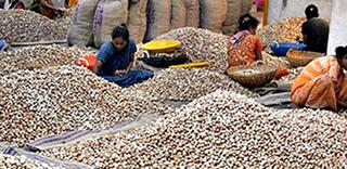 Karnataka farmers urge Union Government to recommend to WHO to re-classify  arecanut from 'carcinogenic' to 'possibly carcinogenic to humans'