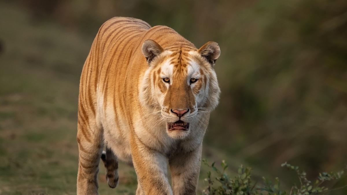Coimbatore-based photographer captures rare ‘golden tiger’ in Assam’s Kaziranga National Park
