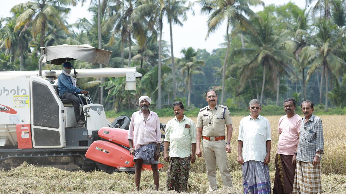 Unlikely collective revives fallow land, scripts paddy farming success story in Alappuzha