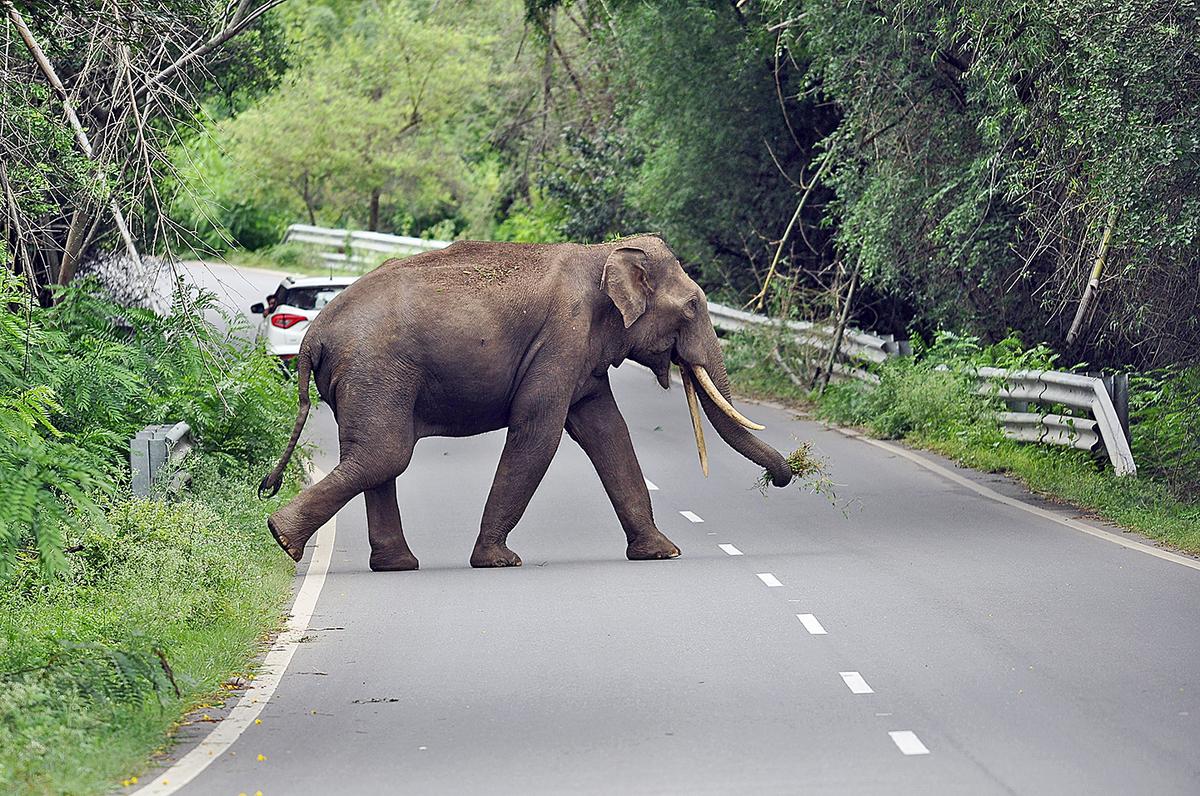 K. Rajkumar is new conservator of Sathyamangalam Tiger Reserve