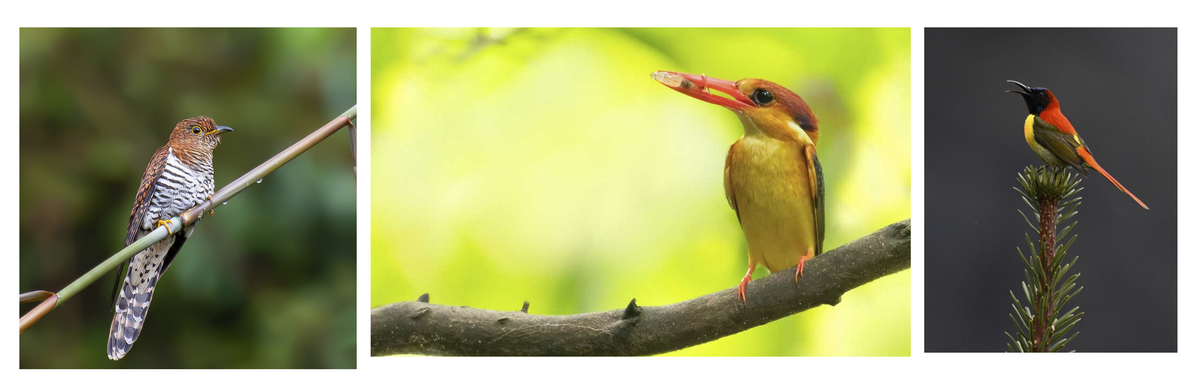 Birds of Northeast by Nilutpal Mahanta