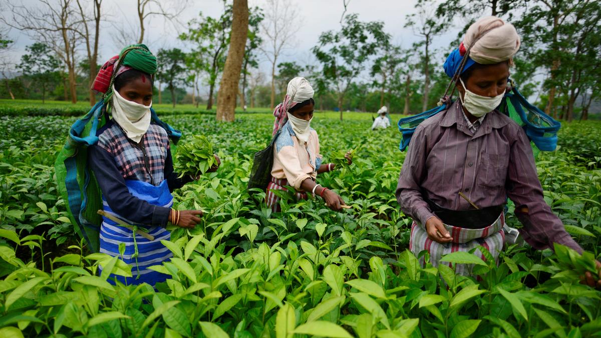 New Labour Code may hit job security in Indian tea industry: policy group