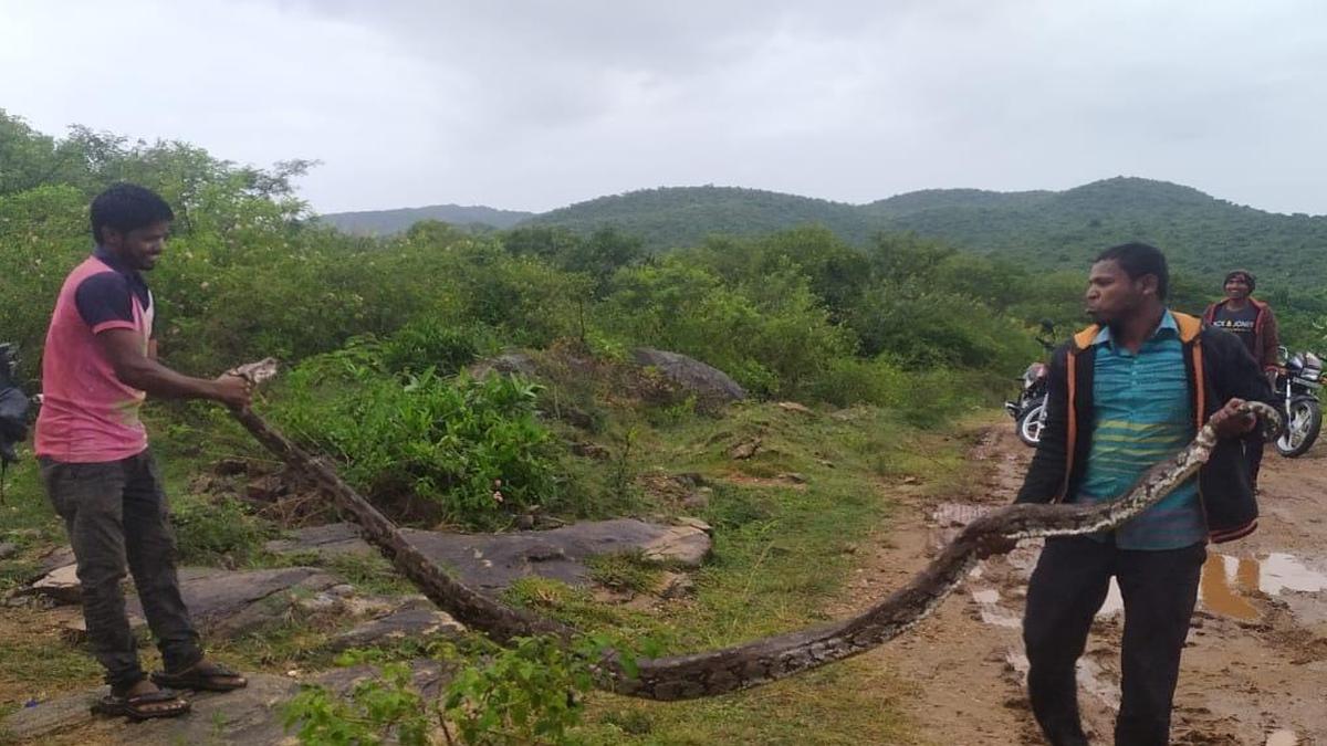 Andhra Pradesh: Python population on the rise in Koundinya wildlife  sanctuary - The Hindu