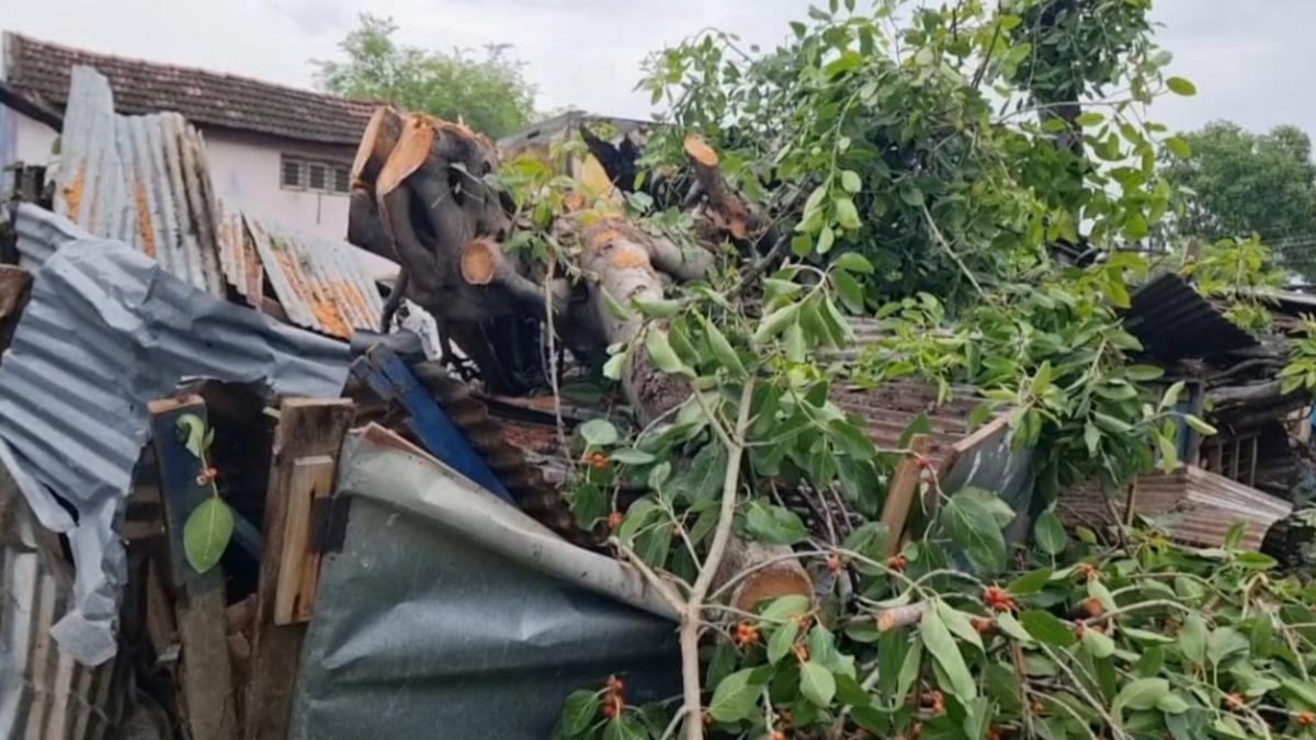 Rain lashes Theni district, power supply cut in parts of Periyakulam as old banyan tree falls