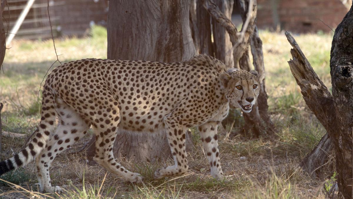 African cheetah to land in Jaipur enroute to destination