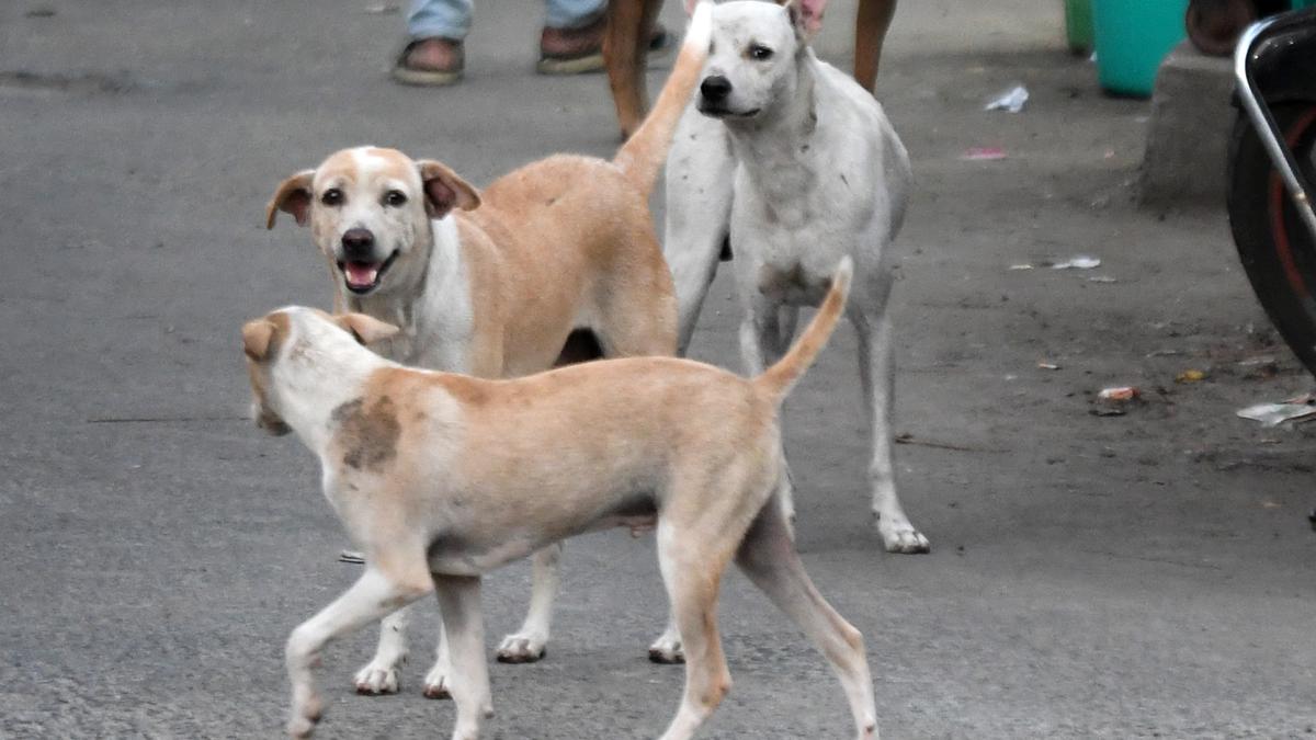 Rules mandating resident welfare associations to feed stray dogs challenged  before Madras High Court - The Hindu