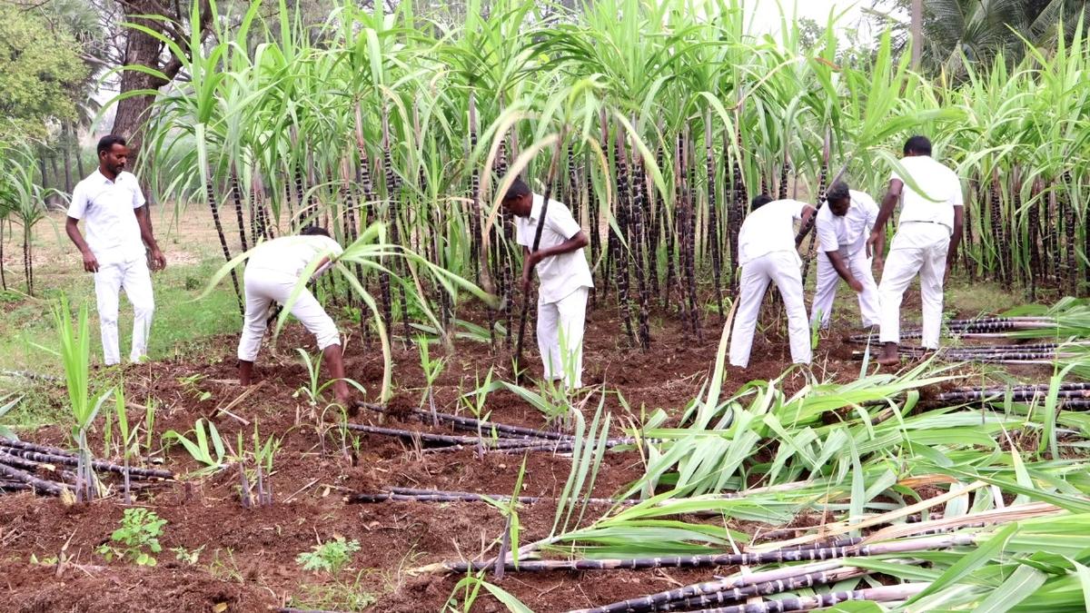 Prisoners in four districts will get sugarcane cultivated in prison this year