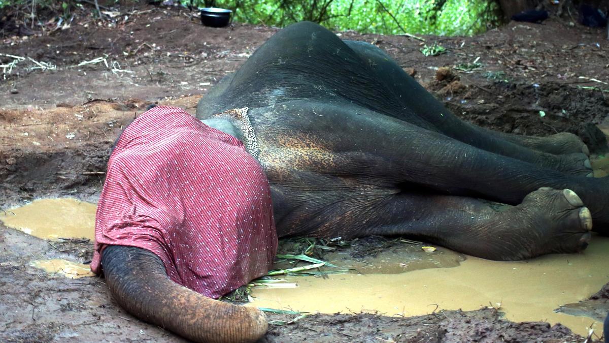 Injured elephant dies; special vet team to do post-mortem