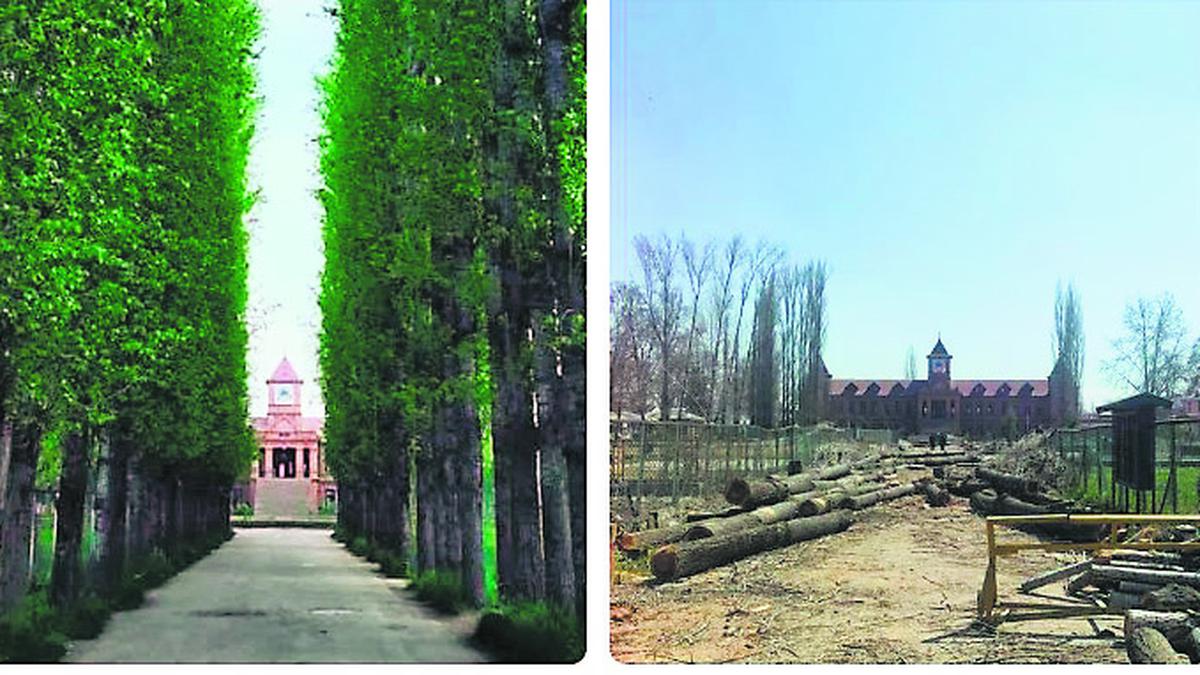 234 trees felled for safety concerns, 500 conifers to be planted, says Amar Singh College