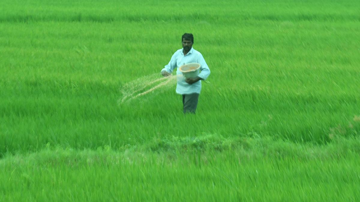 TNCSC planning to procure over 20 lakh tonnes of paddy