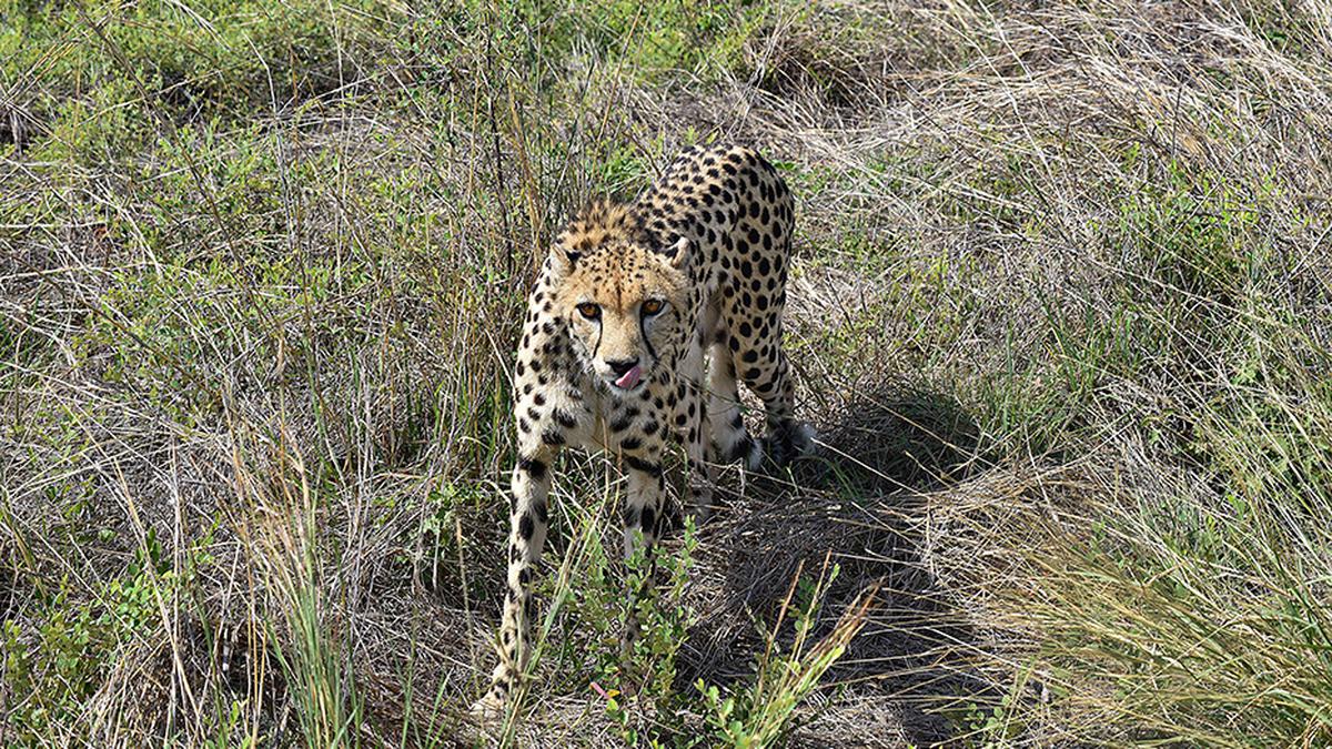 Breeding, cheetah selection strategies at focus in Project Cheetah's second year: Project head