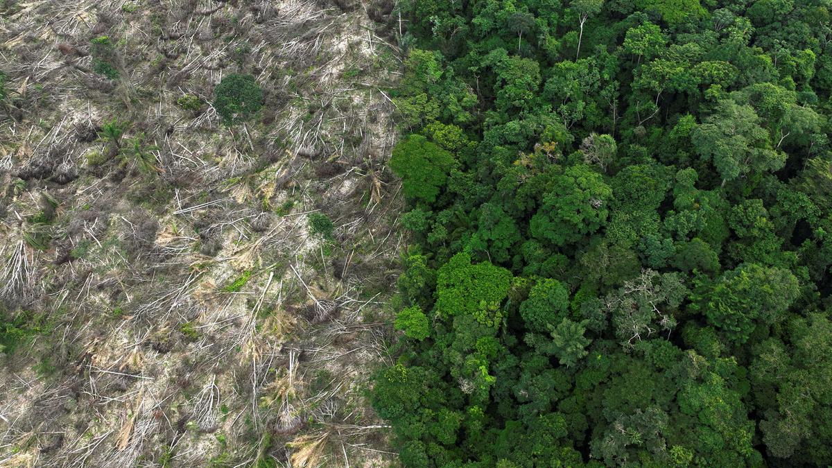 Explained | Global tropical primary forest cover continued decline in 2022: study
Premium
