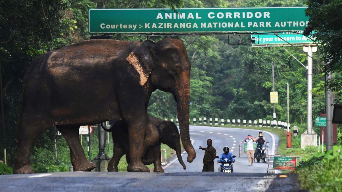 Study maps Assam’s grim human-elephant conflict