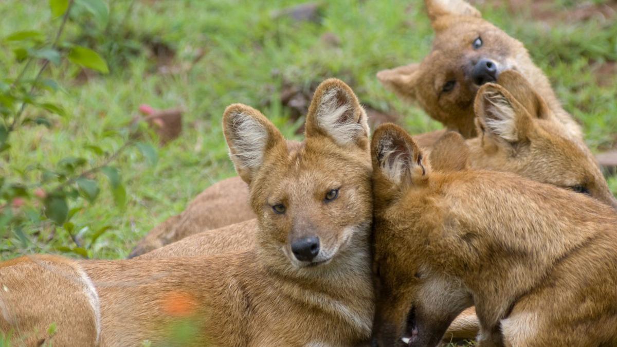 Mange outbreak reported among Asiatic wild dogs in Mudumalai