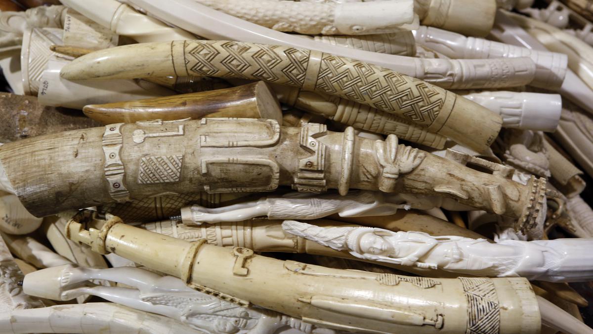 Japan’s ivory market is no longer a threat to elephant populations