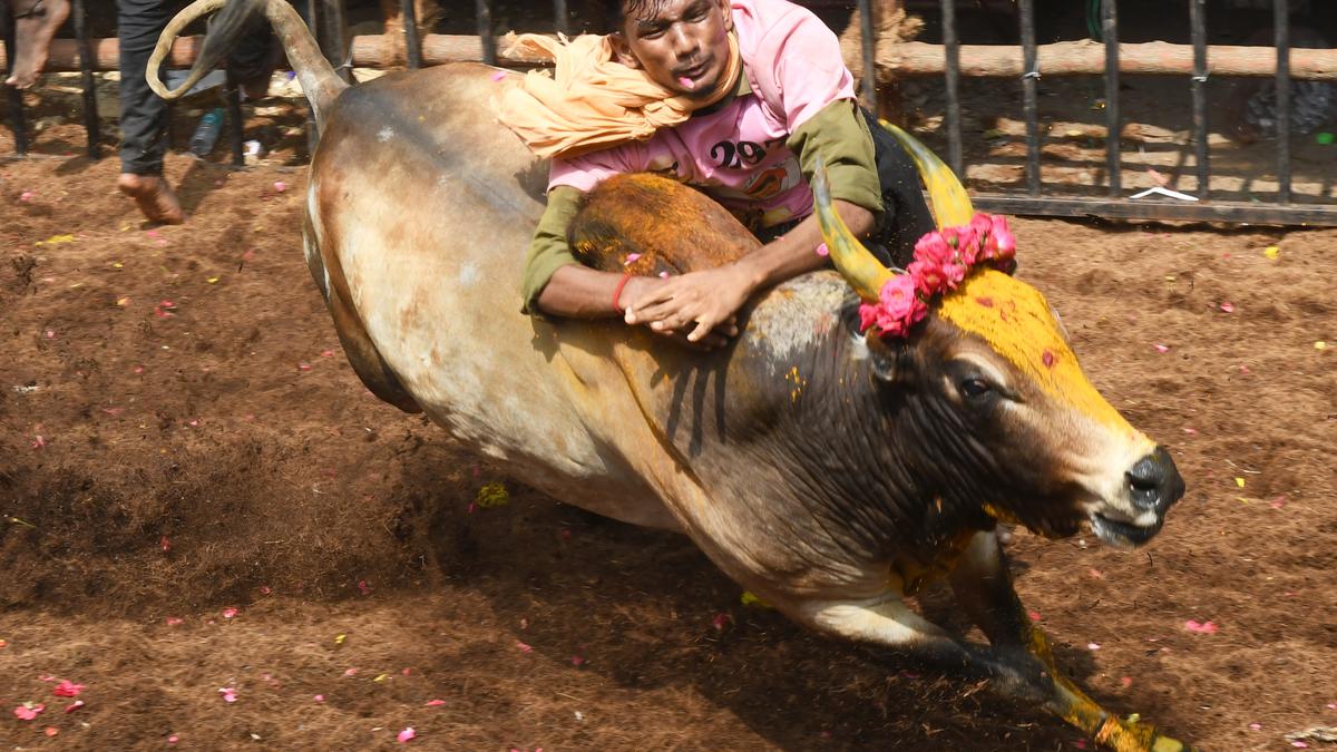 Bull-taming sport Jallikattu commences in Tamil Nadu’s Madurai Bull-taming sport Jallikattu commences in Tamil Nadu’s Madurai