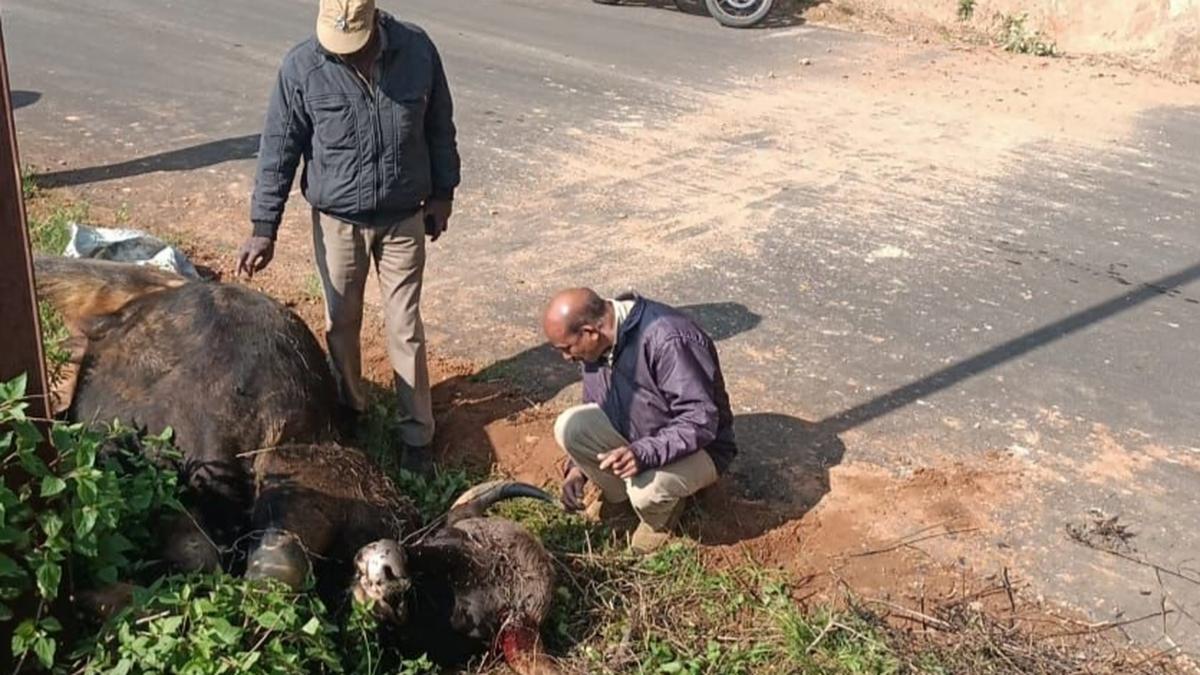 Car seized, but no arrests yet in gaur poaching case