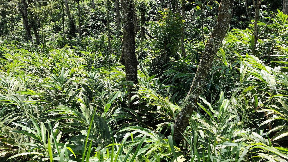 Idukki farmers urge govt. to address land-related issues