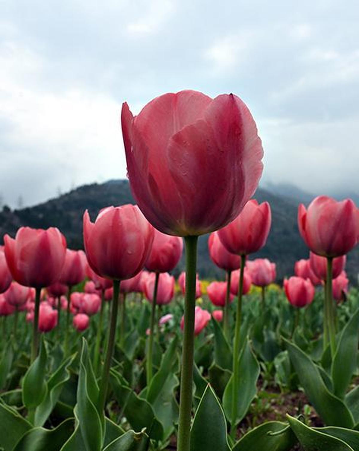 10 मार्च, 2026 को श्रीनगर में ज़बरवान की तलहटी में ट्यूलिप के फूल खिले। 10 मार्च, 2026 को श्रीनगर में ज़बरवान की तलहटी में ट्यूलिप के फूल खिले।