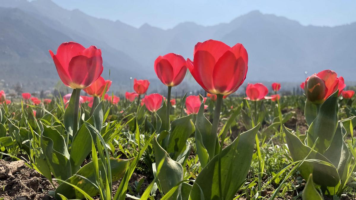 Asia’s largest tulip garden in Kashmir to welcome visitors from March 19