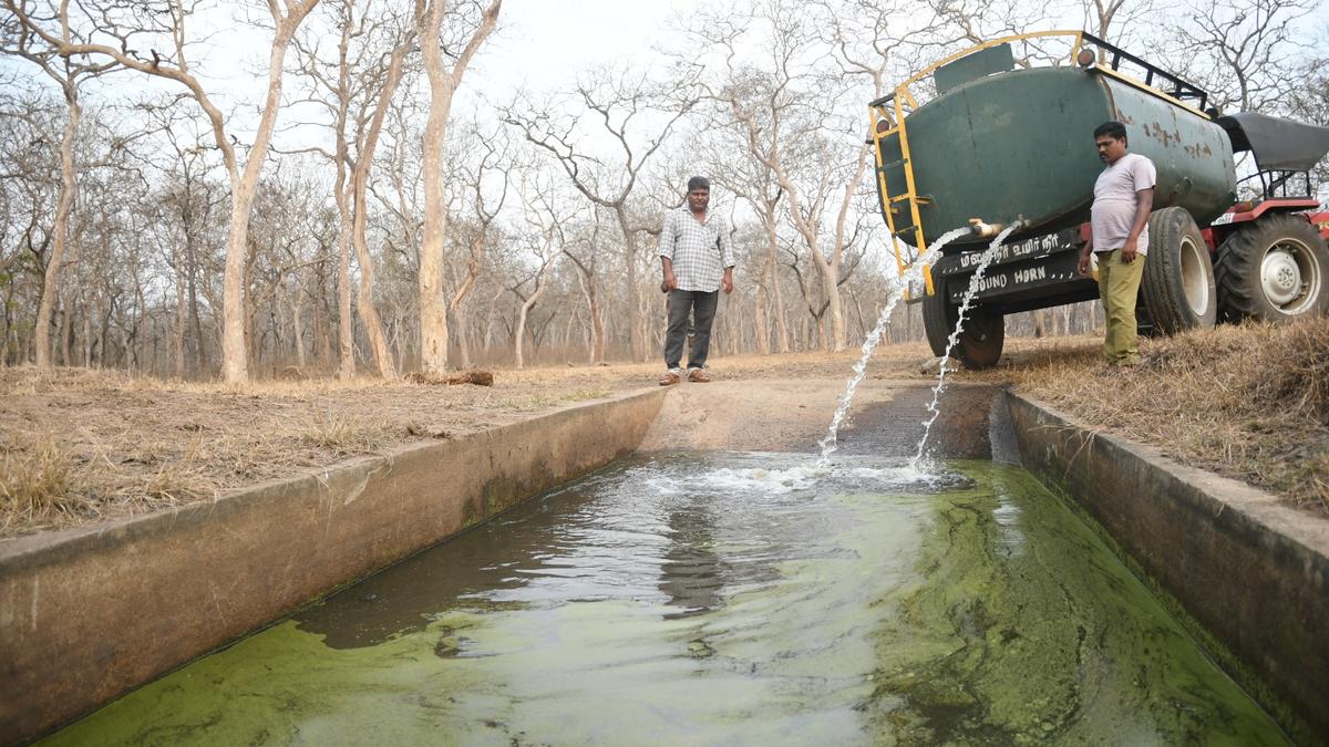 Water supplementation for wildlife, fire control measures implemented in Mudumalai Tiger Reserve 