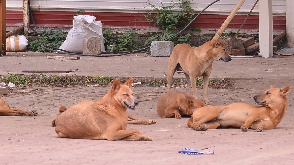 World Rabies Day: Number of dog bites in Karnataka this year exceeds 2023 figure