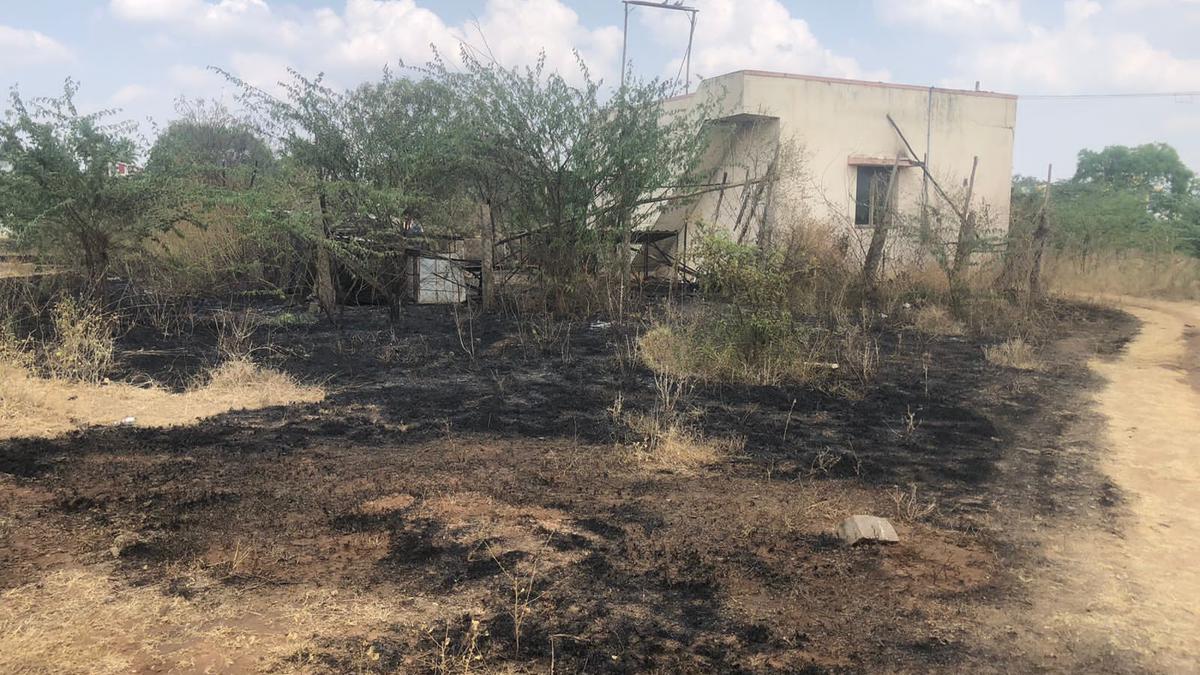 Over 10 dogs charred to death in fire at a kennel near Coimbatore
