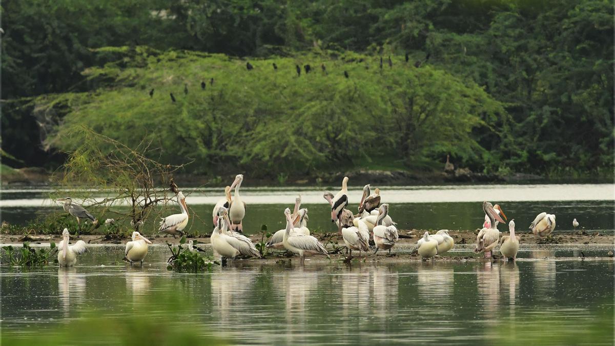 A new bird sanctuary takes wing at Nanjarayan Tank in Tiruppur