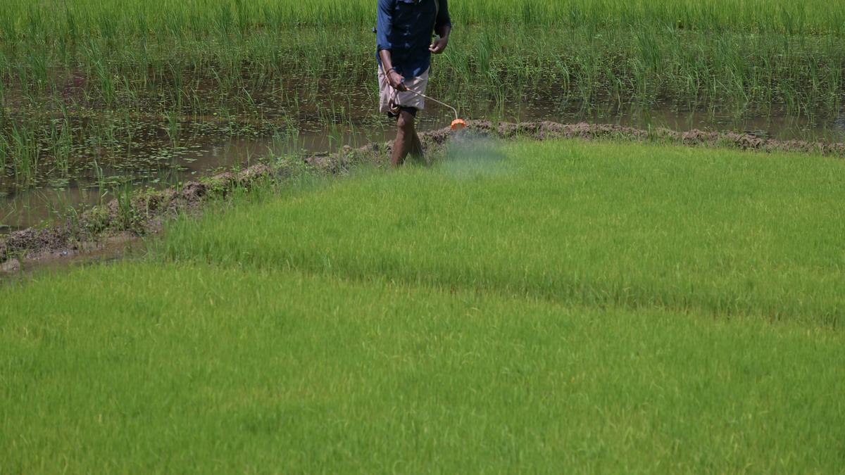Kerala govt plans scheme with Kerala Bank for timely paddy procurement payments