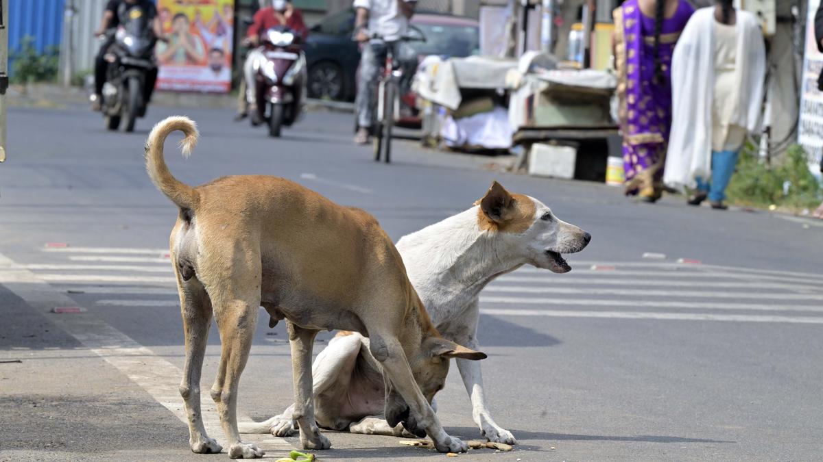 India’s race to eliminate dog-mediated rabies by 2030: experts stress the need for a ‘One Health’ approach