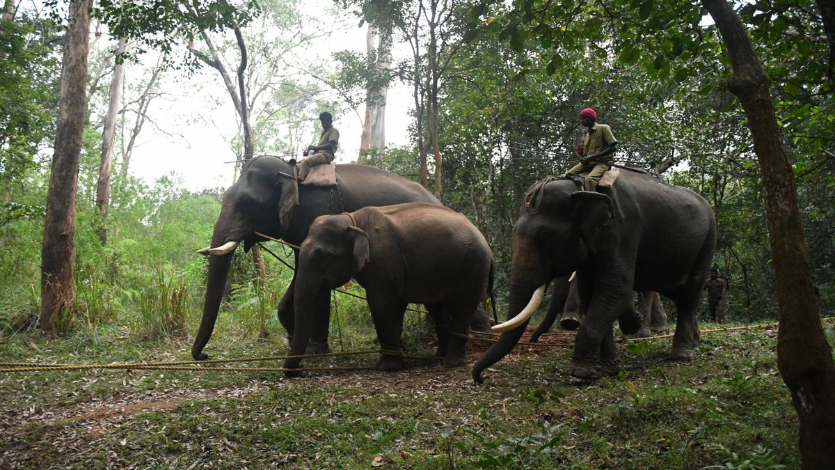 PM2 elephant acclimatising to new habitat in Mudumalai Tiger Reserve, positive behavioural changes noticed 